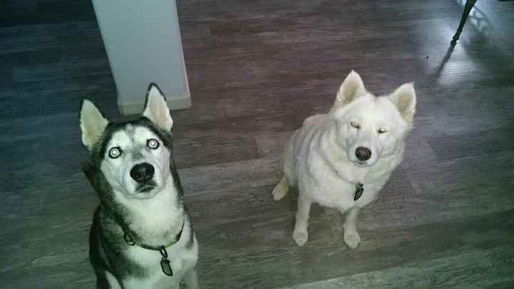 What are you doing with your animals while your on your honeymoon.