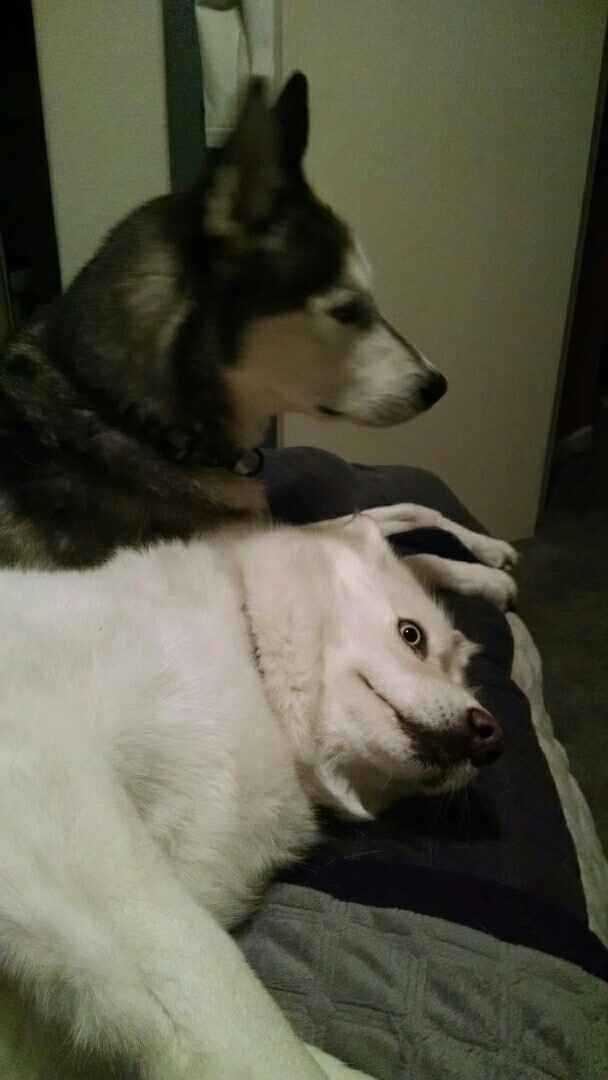 NWR: I came home to find this...when do dogs stop being a-holes?