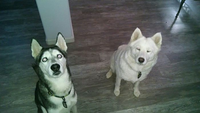 What are you doing with your animals while your on your honeymoon.