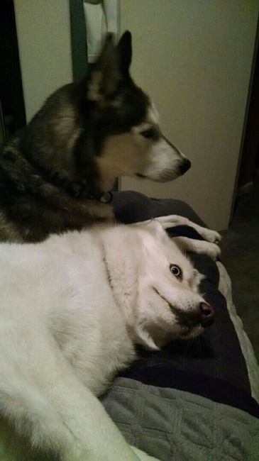 NWR: I came home to find this...when do dogs stop being a-holes?