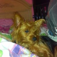 Anyone want a female yorkie?