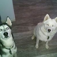 What are you doing with your animals while your on your honeymoon.