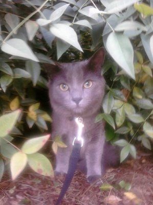 My furbaby: pics of the evil thing included