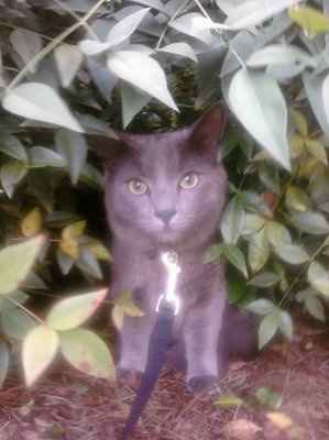 *NWR* Show me your pets/animals! *PICS*
