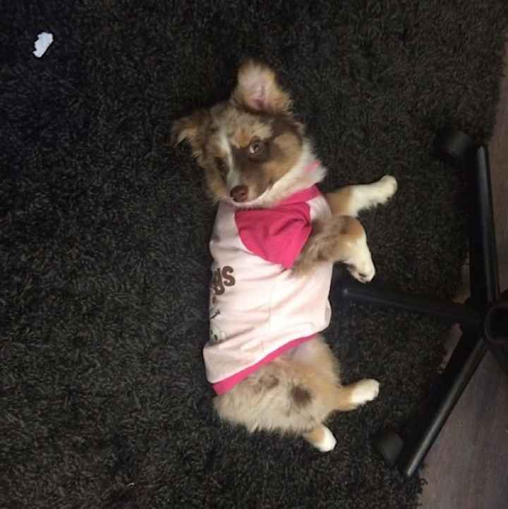 Fur Babies (Give the Best Hugs)