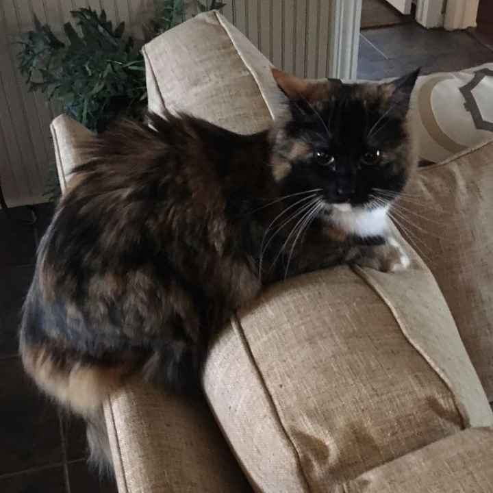 NWR: Saying Goodbye to My Kitty