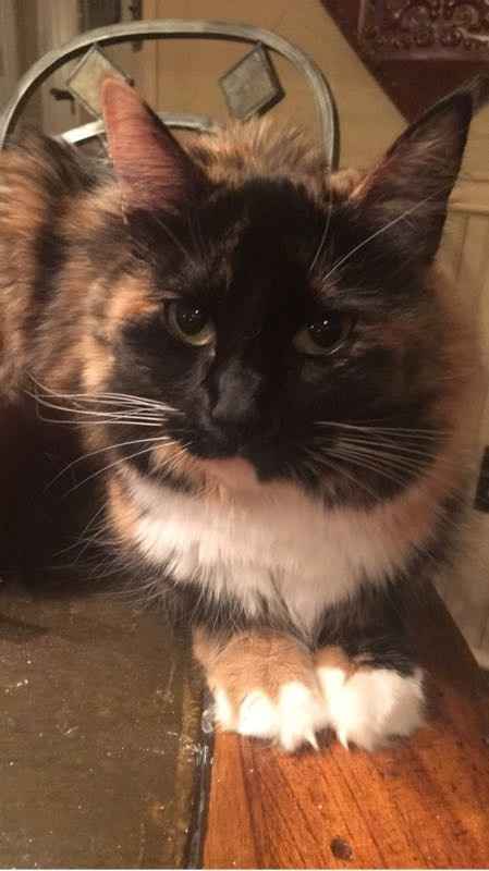 NWR: Tomorrow is National Cat Day!