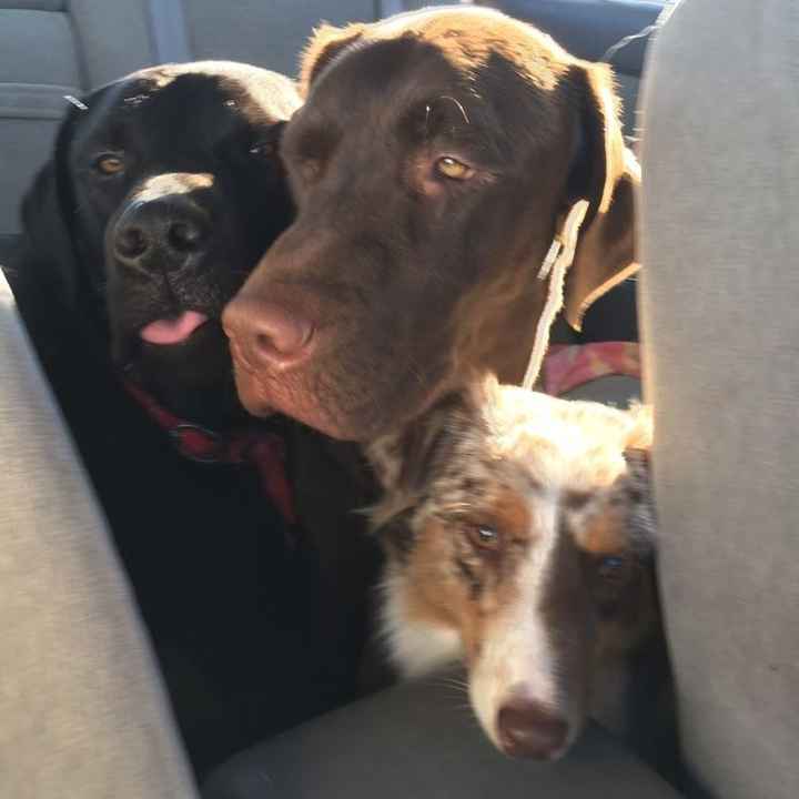 Just ordered my dogs first birthday cake! NWR