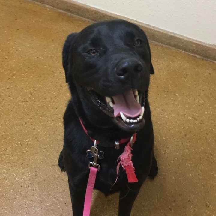 NWR: Losing our husky