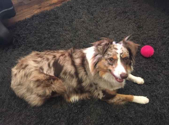 Let me see those fur babies!