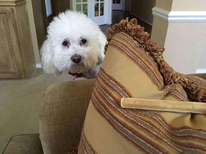 NWR: My pup thinks she's people. She's right. Show me your "people pups!"