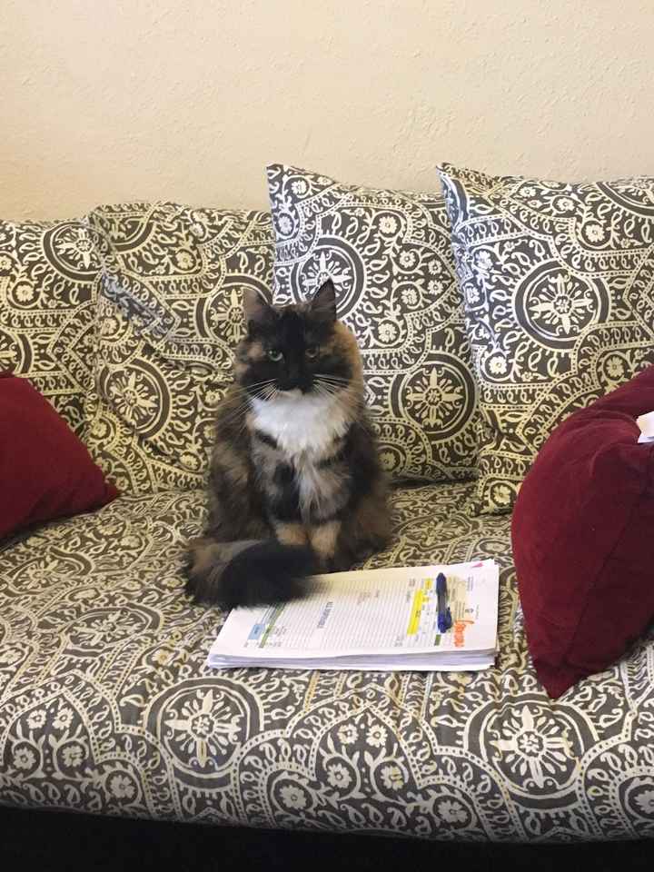 NWR: My pup thinks she's people. She's right. Show me your "people pups!"