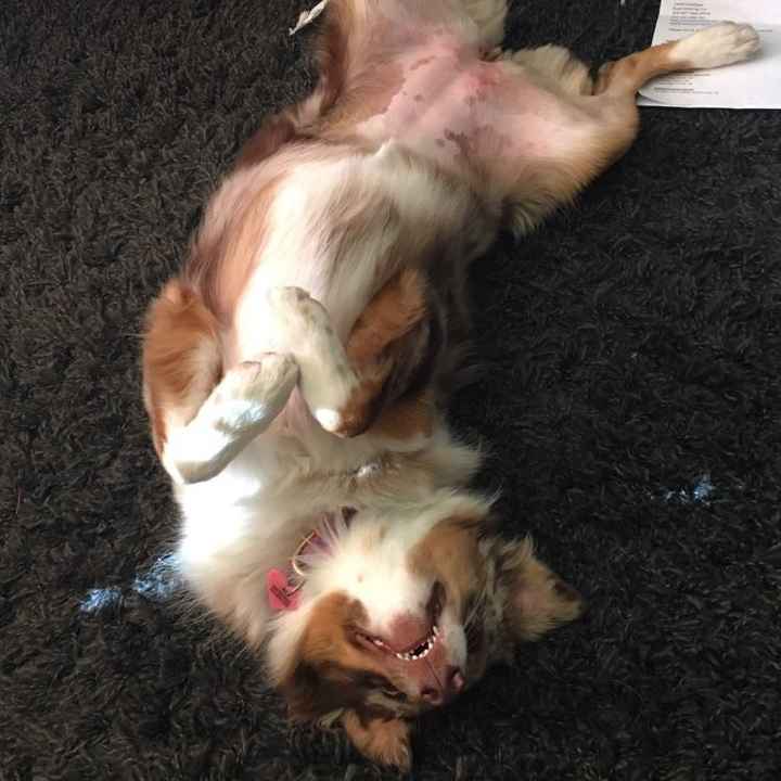 Nwr- show me your fur babies