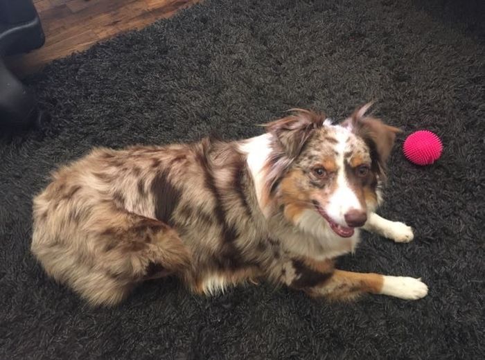 Let me see those fur babies!