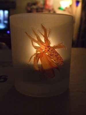 Wedding stuff!!! Pictures!