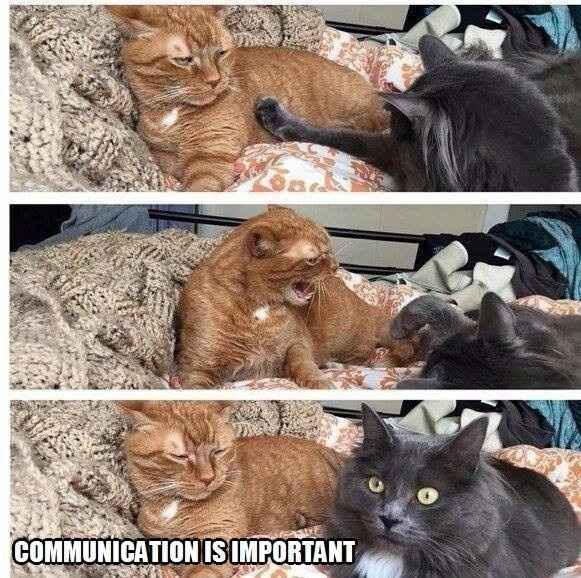 Need a good laugh?