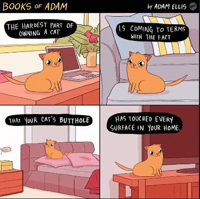 Need a good laugh?