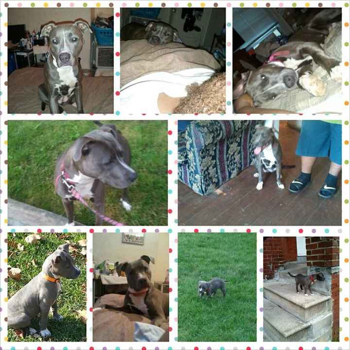 NWR: Our New FurBaby!! *PiCS*