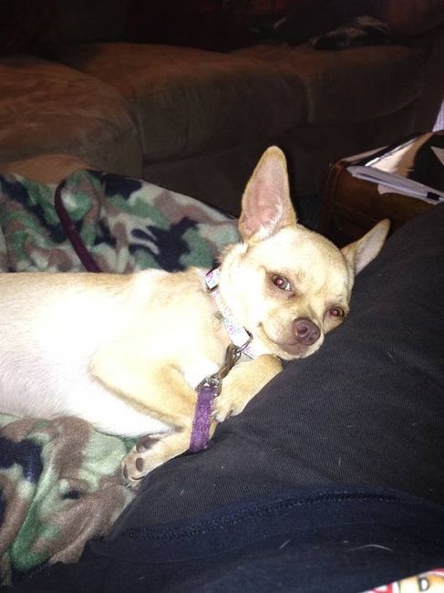 Pets do the darndest things