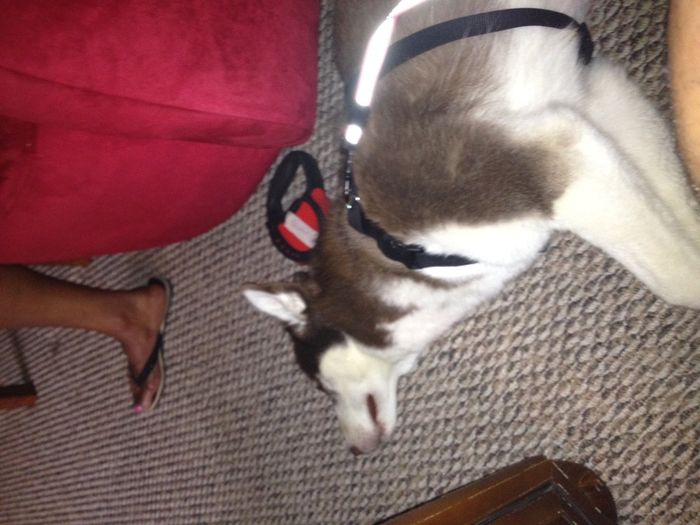 Pets do the darndest things
