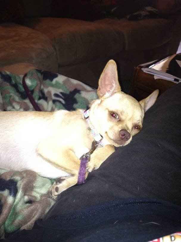 Pets do the darndest things