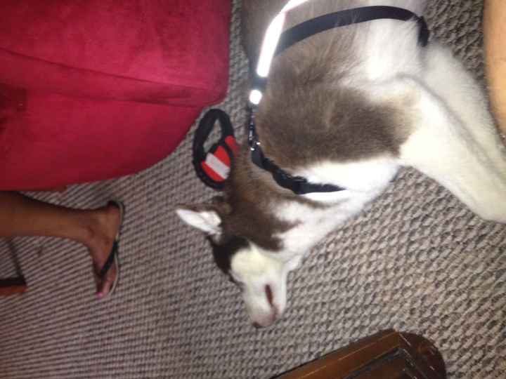 Pets do the darndest things