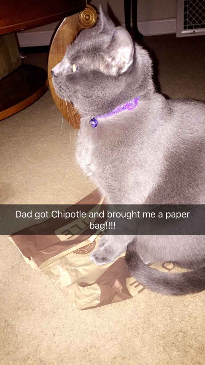 Not WW but my cat is cute sooo