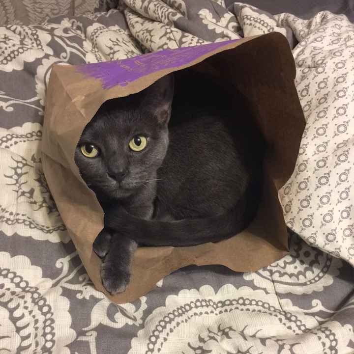 Not WW but my cat is cute sooo