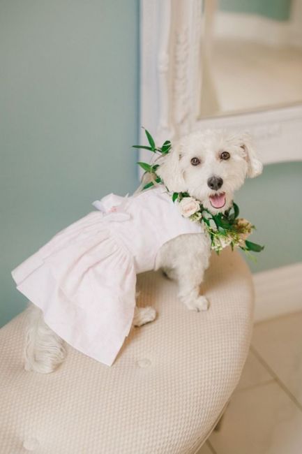 Animals in your wedding party 🐾 1