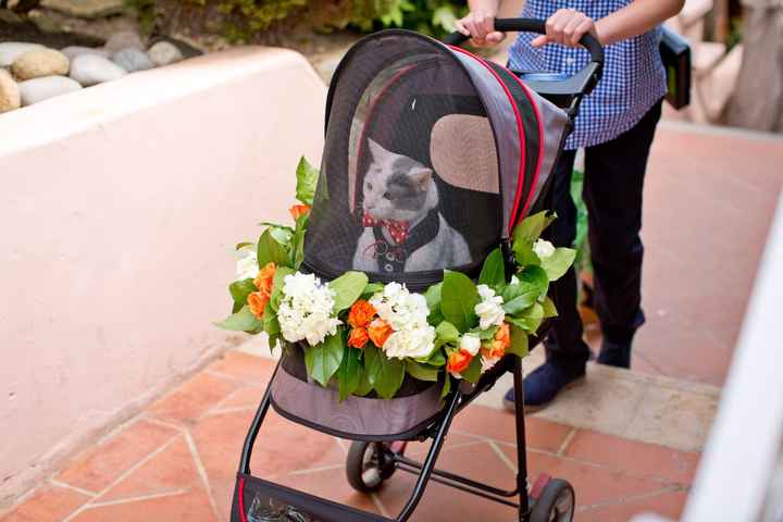 Animals in your wedding party 🐾 - 2