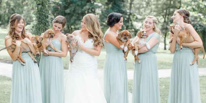 Animals in your wedding party 🐾 - 3