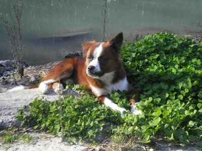 Just for fun- haven't seen the furbabies in awhile