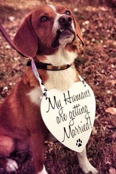 Engagement pictures!!! (pic heavy)