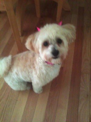 Show us your pets!