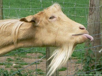 Fun! What animal do you/FS resemble?