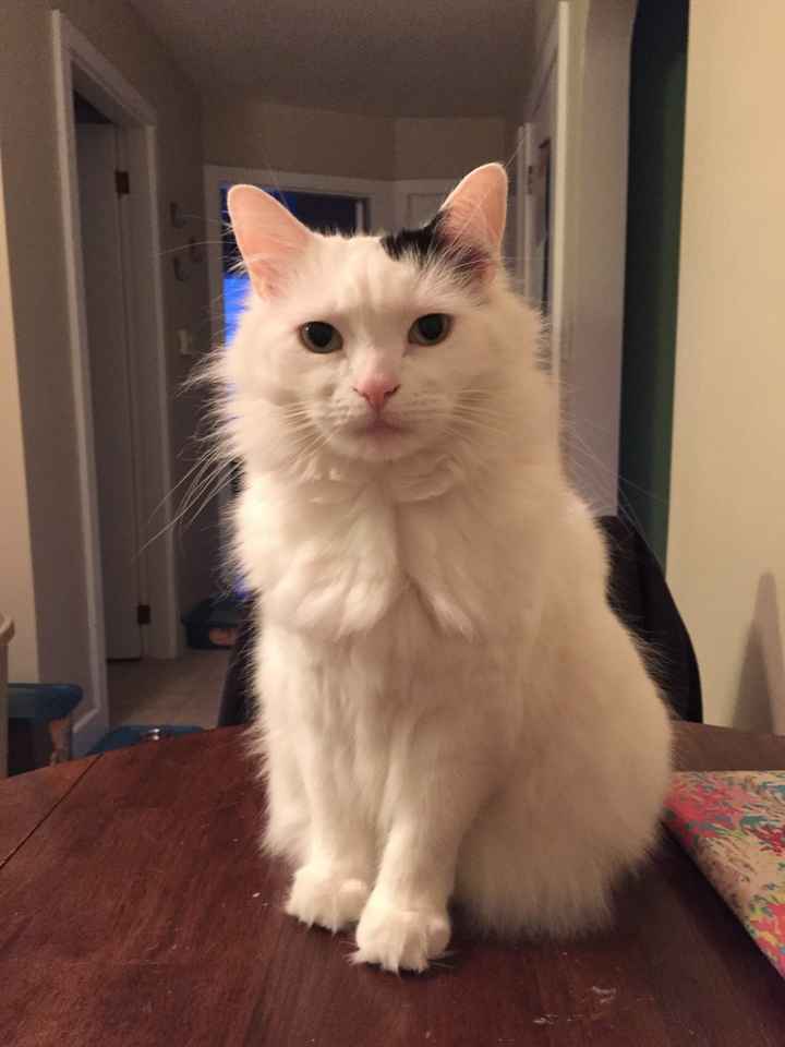 NWR: Tomorrow is National Cat Day!