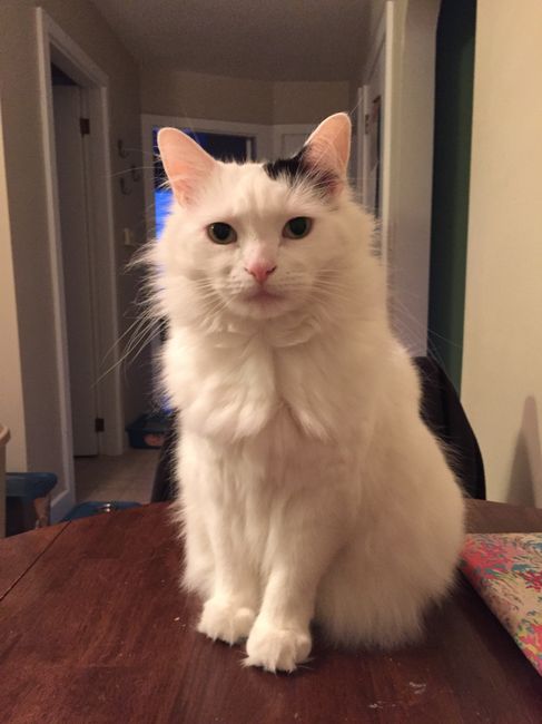 NWR: Tomorrow is National Cat Day!