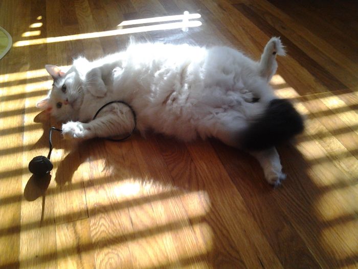 NWR: Fursday!