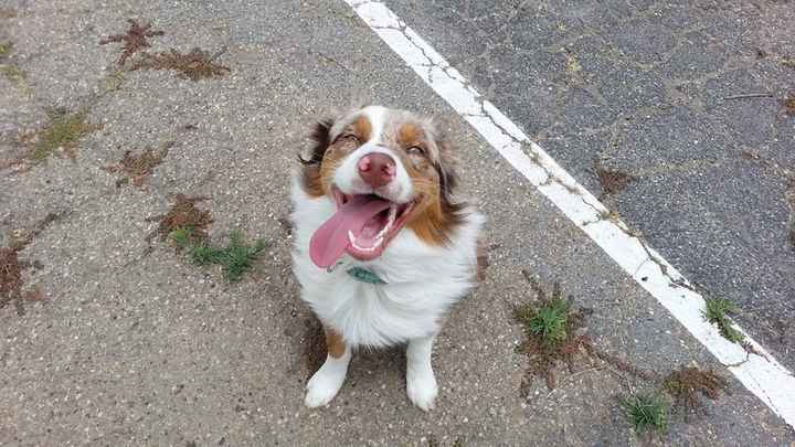 Fur Babies (Give the Best Hugs)