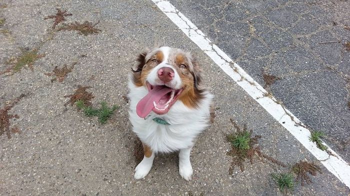 Fur Babies (Give the Best Hugs)