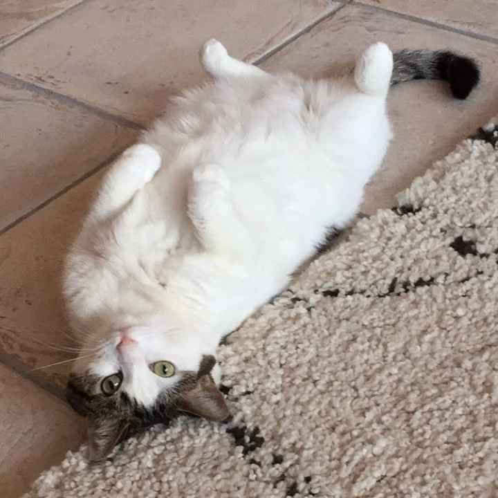 NWR: Just adopted a senior kitty :)