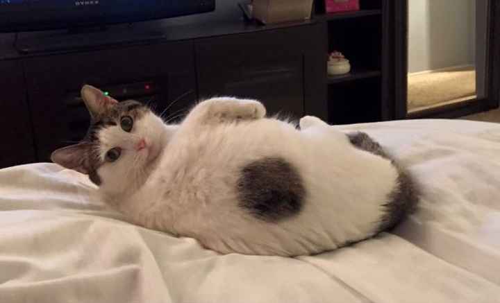 NWR: Bored? Show off your pets!