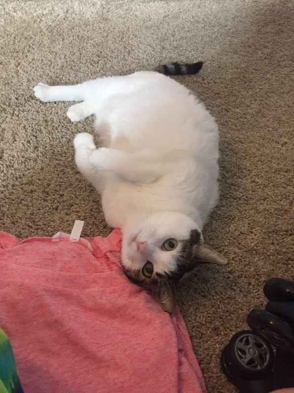 NWR: Memes & Cute Animal Pictures