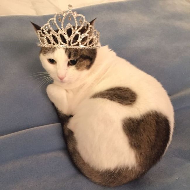 NWR: Tomorrow is National Cat Day!