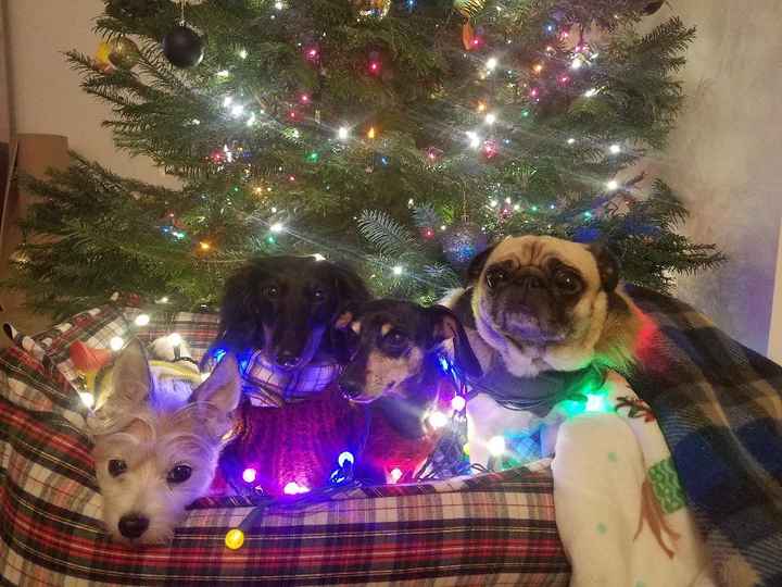 4 dogs - 1