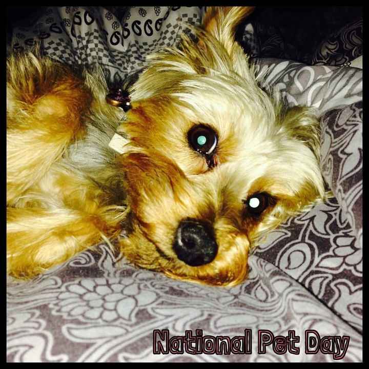 Today is National Pet Day! Let's see those fur babies :)