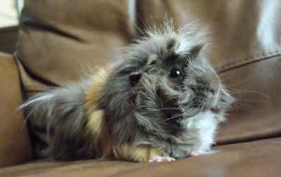 NWR: Had to have my guinea pig put down today...