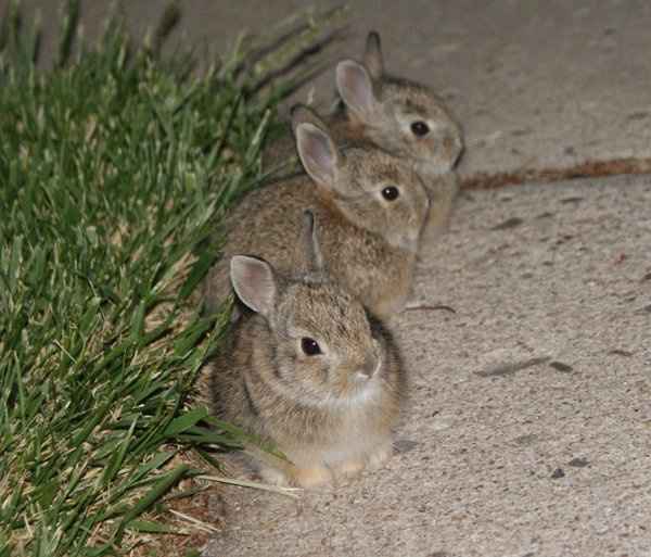 Be prepared to say "Awww..."