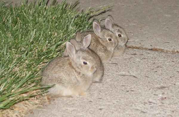 Be prepared to say "Awww..."