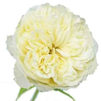 Traditional vs Not so much